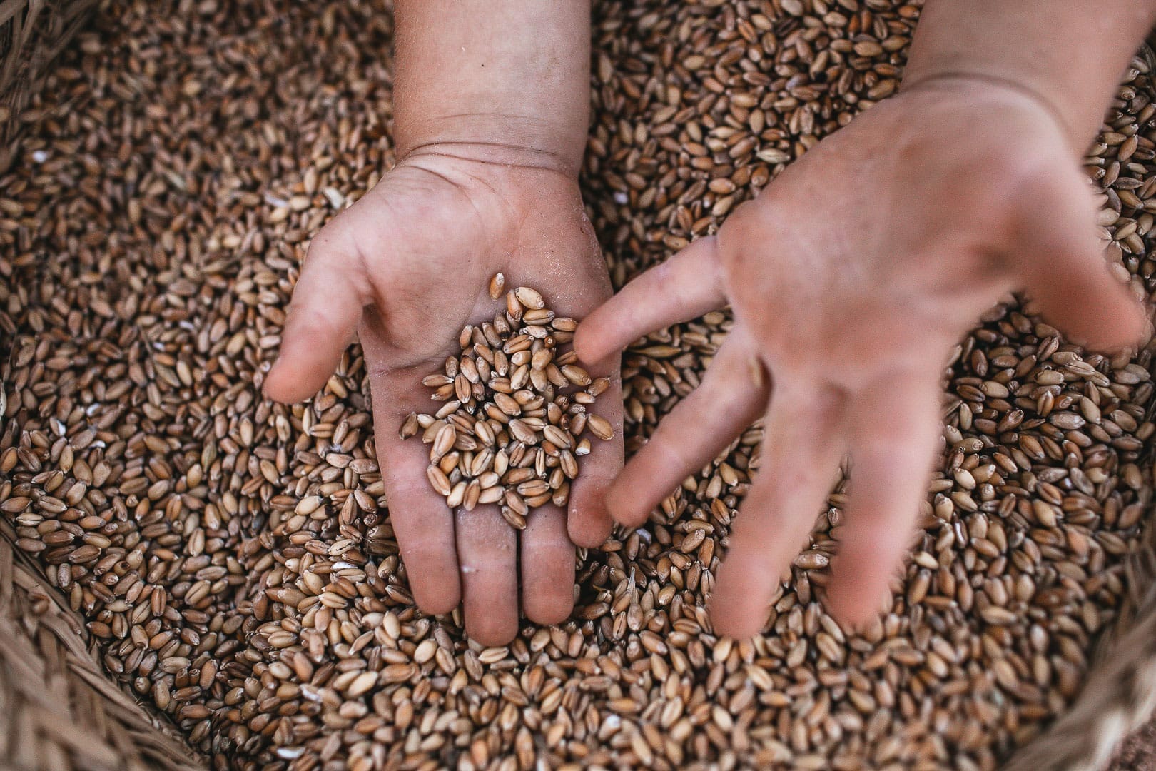 Photo of a child's hands inside a basket full of wheat seeds