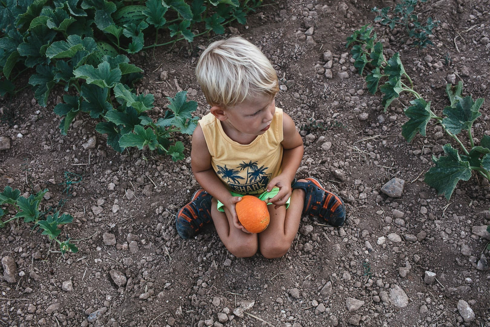 Instant photograph of a child sitting on the pumpkin patch in the Can Puvil orchard in Ibiza