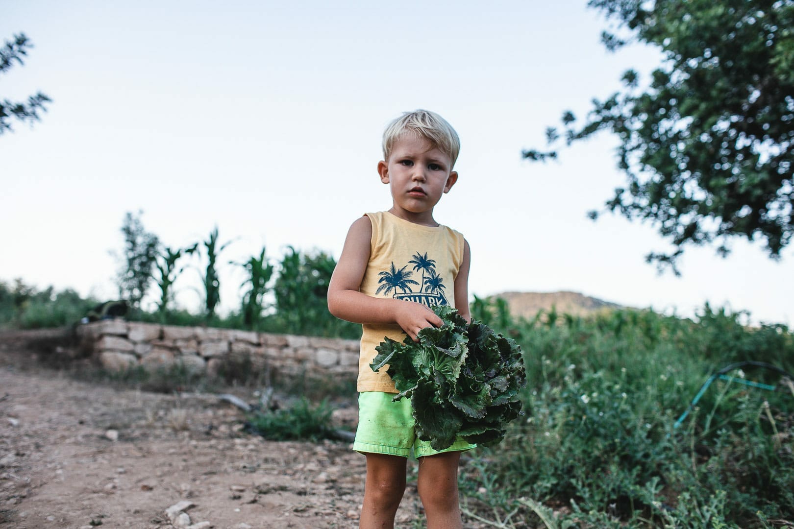 Snapshot of a boy holding a lettuce walking around the harvested field