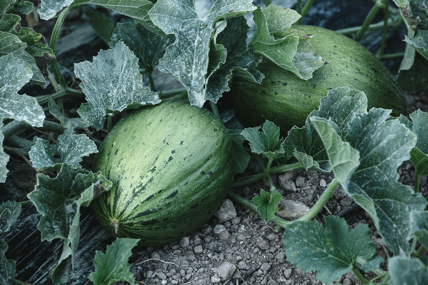 Image of two pieces of melon grown in a garden in Ibiza