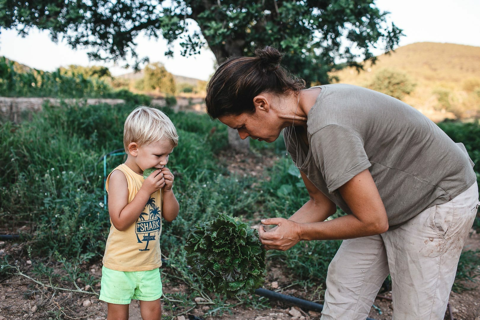 Family moment of a child eating fresh lettuce recently harvested by his mother from the Can Puvil garden in Ibiza