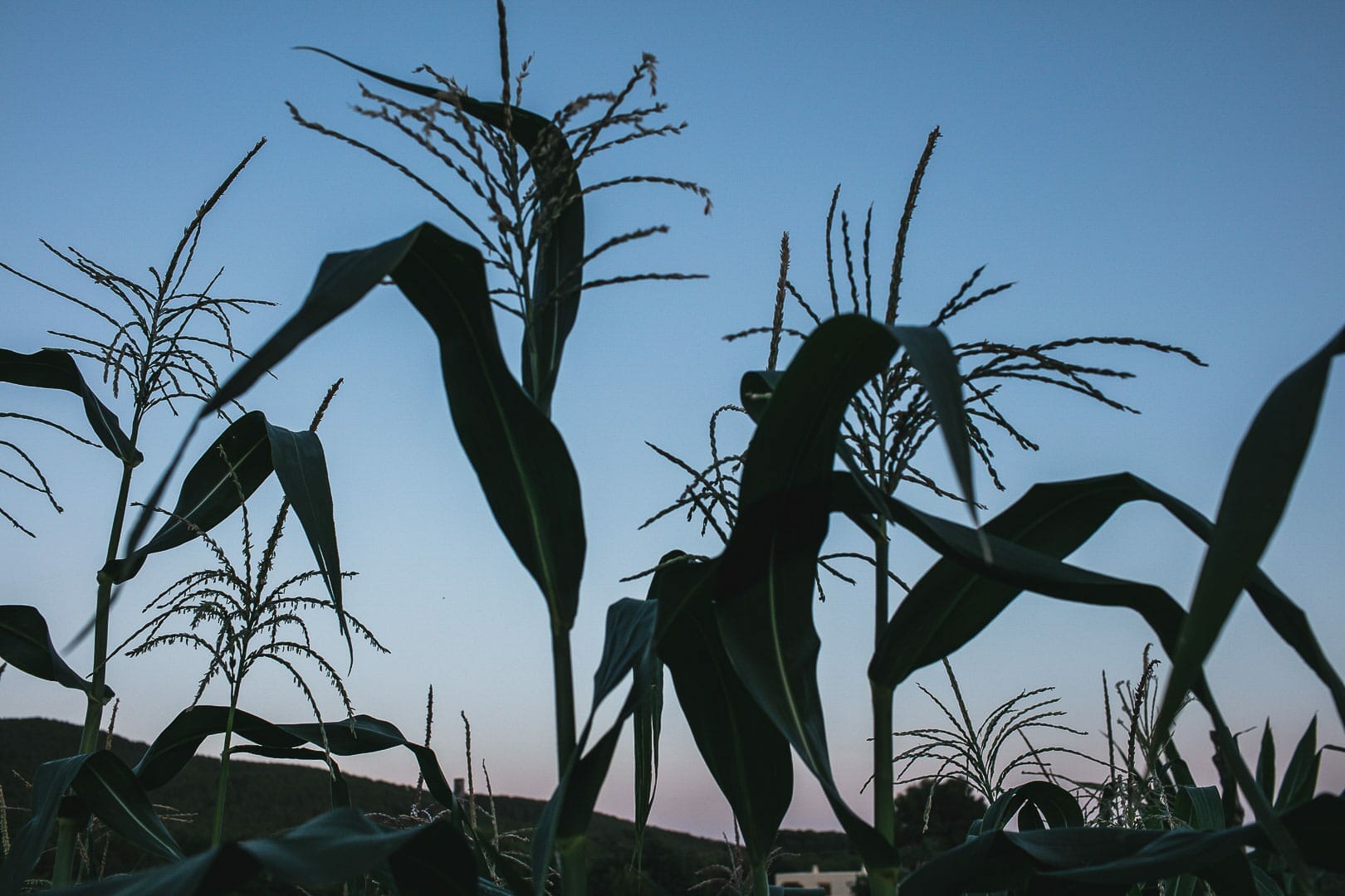 photography of a corn crop at sunset in the Can Puvil plot in Ibiza
